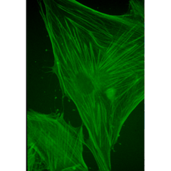 Anti-Actin - Mouse (C4)