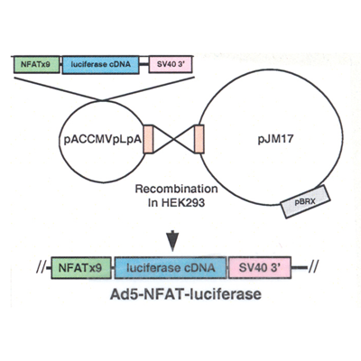 Ad5-NFAT-luciferase