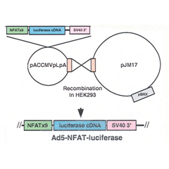 Ad5-NFAT-luciferase