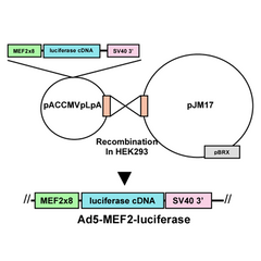 Ad5-MEF2-luciferase