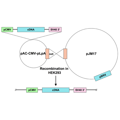 Ad5-CMV-ERK2 DN (AEF mutation)