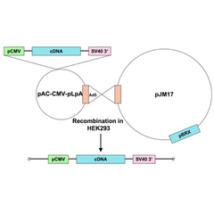 Ad5-CMV-calcineurin inhibitory cain peptide