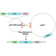 Ad5-CMV-constitutively nuclear NFATc4