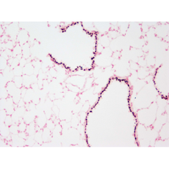 This picture shows adult mouse lung tissue embedded in paraffin and stained with anti-SOX2 rabbit serum (1:2000 dilution). SOX2 was visualized by DAB (black color) and counterstained with Nuclear Fast Red (pink color). Magnification 20x.