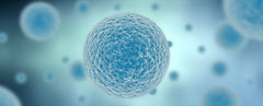 Cell Lines