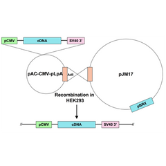 Ad5-CMV-Cxcl5