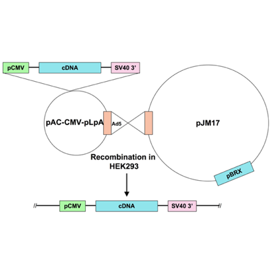 Ad5-CMV-CIB1 (calmyrin) - mouse