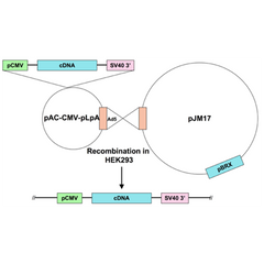 Ad5-CMV-CIB1 (calmyrin) - human