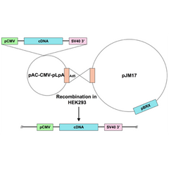 Ad5-CMV-GATA4 wild type