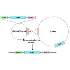 Ad5-CMV-HDAC4