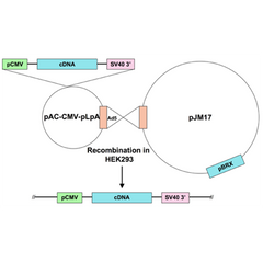 Ad5-CMV-GATA4-engrailed DN fusion