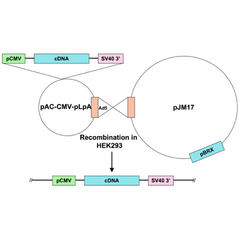 Ad5-CMV-HDAC4-3SA