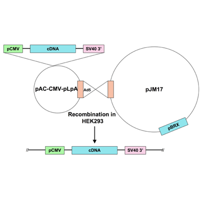 Ad5-CMV-MEF2C-DN-full R3T