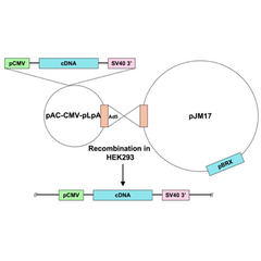 Ad5-CMV-MEF2C-DN-full R3T