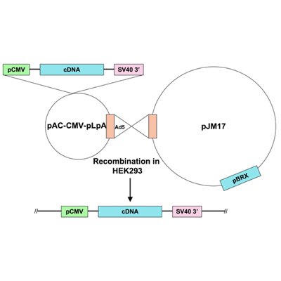 Ad5-CMV-activated calcineurin