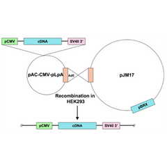 Ad5-CMV-activated calcineurin