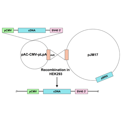 Ad5-CMV-p38beta-mutant estrogen receptor fusion