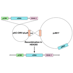 Ad5-CMV-p38beta-mutant estrogen receptor fusion