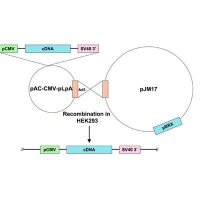 Ad5-CMV-activated calcineurin-flag