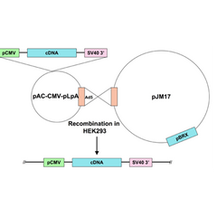 Ad5-CMV-activated calcineurin-flag