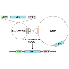 Ad5-CMV-JNK2 DN (APF mutation)