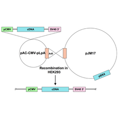 Ad5-CMV-JNK2-mutant estrogen receptor fusion