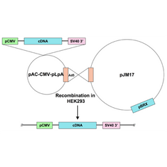 Ad5-CMV-ERK2 wild type