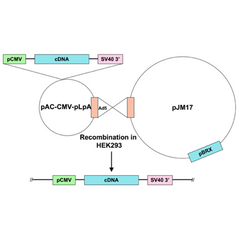 Ad5-CMV-ERK2 DN (AEF mutation)