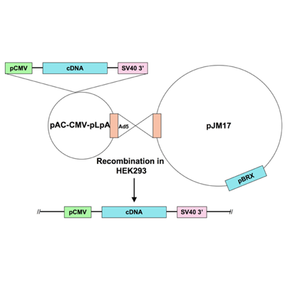 Ad5-CMV-calcineurin inhibitory cain protein