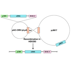 Ad5-CMV-ASK1-KM