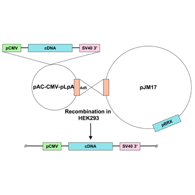 Ad5-CMV-PKC7-alpha