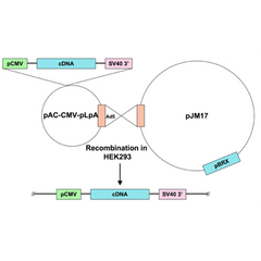 Ad5-CMV-Ant2