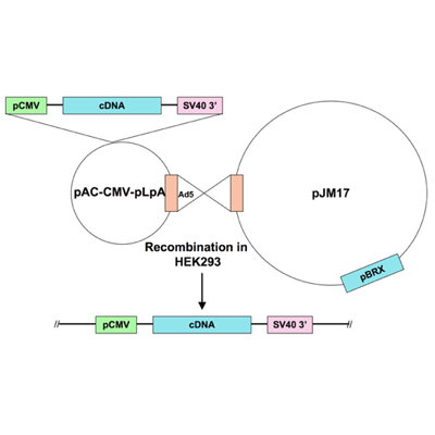 Ad5-CMV-AdLacZ-nls