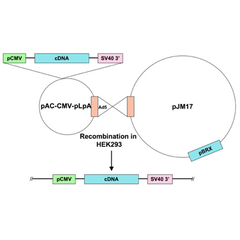 Ad5-CMV-AdLacZ-nls