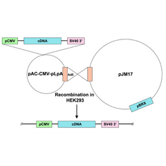 Ad5-CMV-CDC42 active