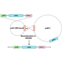 Ad5-CMV-cMyBPC-WT