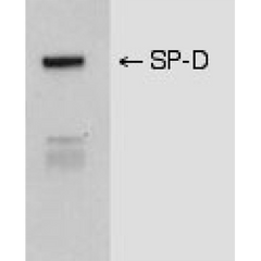 The picture shows a western blot of mouse lavage fluid subjected to SDS-PAGE in the presence of a reducing agent, transferred to nitrocellulose, and immunoblotted with anti-SP-D (1:5000 dilution). Protein bands were revealed using a HRP-conjugated goat anti-mouse secondary antibody and a chemiluminescent detection system.