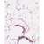 The picture shows adult mouse lung tissue embedded in paraffin and stained with anti-rat FOXA2 (1:2000 dilutions). FOXA2 was visualized by DAB (black color) and counterstained with Nuclear Fast Red (pink color). Magnification 20x.
