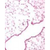 The picture shows adult mouse lung tissue embedded in paraffin, preblocked with 6% normal goat serum, and stained with anti-rat TTF-1 rabbit serum (1:2000 dilution). TTF-1 was visualized by DAB (black color) and counterstained with Nuclear Fast Red (pink color). Magnification 10x.