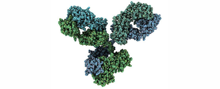 Antibodies