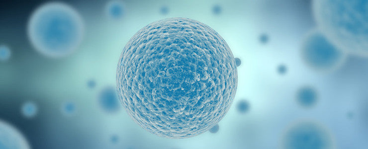 Cell Lines